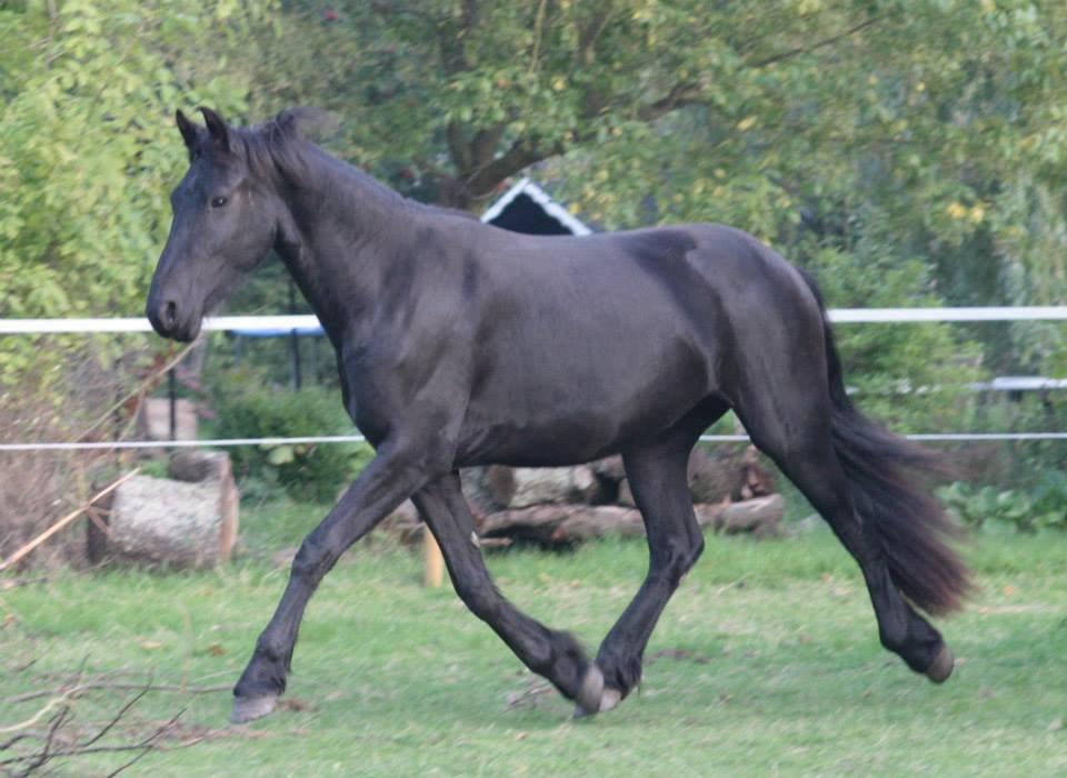 Frieser Jackie af Birkely - 	Når din hest følger dig uden at blive opfordret. Når den gnubber sit ansigt mod dit, og når du kigger på den og føler en kriblen ned ad rygraden, så ved du, at du er elsket. D. 8.10.13 Fotograf: Krikken billede 9