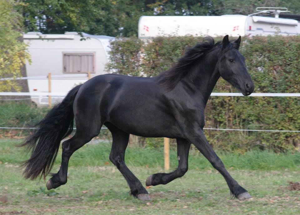 Frieser Jackie af Birkely - 	Jeg har set ting så smukke, at jeg fik tårer i øjnene. Dog kan ingen af dem overskygge elegancen af en hest, det løber frit. D. 8.10.13 Fotograf: Krikken billede 3
