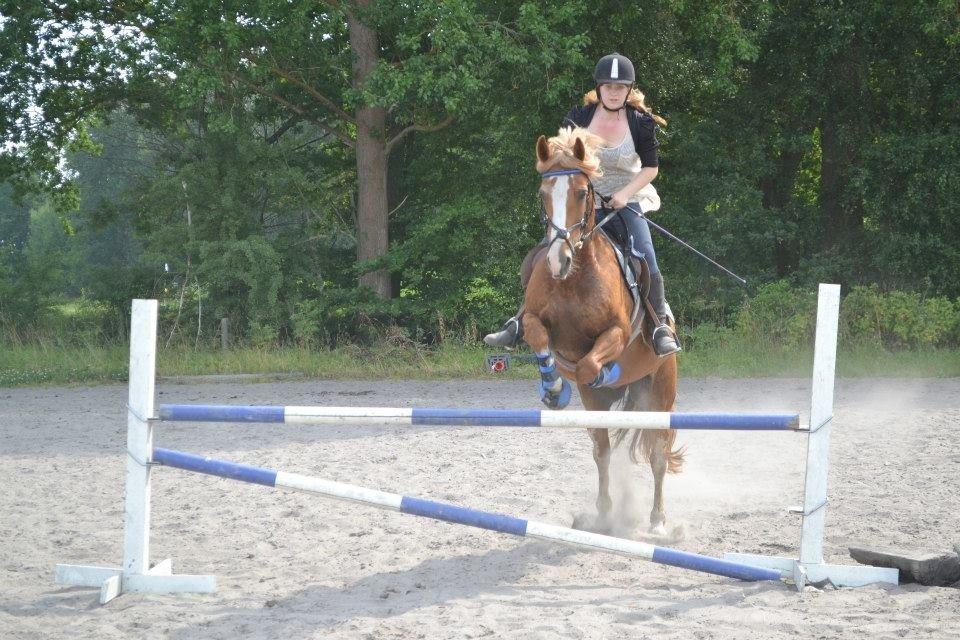 Welsh Cob (sec D) Whitesocks(Sokke) - love it <3 billede 18