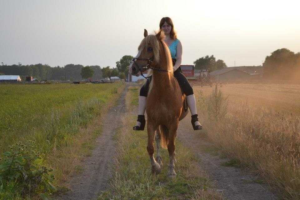 Welsh Cob (sec D) Whitesocks(Sokke) - et billede i aftensolen, med fint tøj og høje sko <3 billede 11
