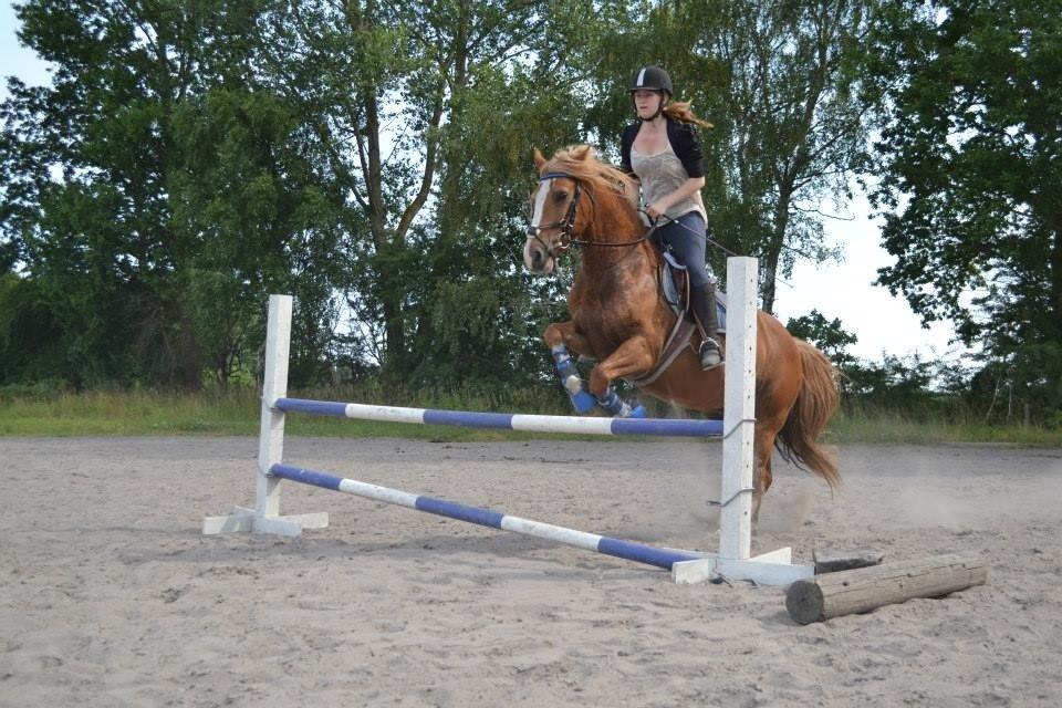 Welsh Cob (sec D) Whitesocks(Sokke) - <3 billede 22