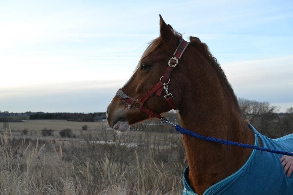 Welsh Cob (sec D) Whitesocks(Sokke) - flotte fyr <3 billede 20