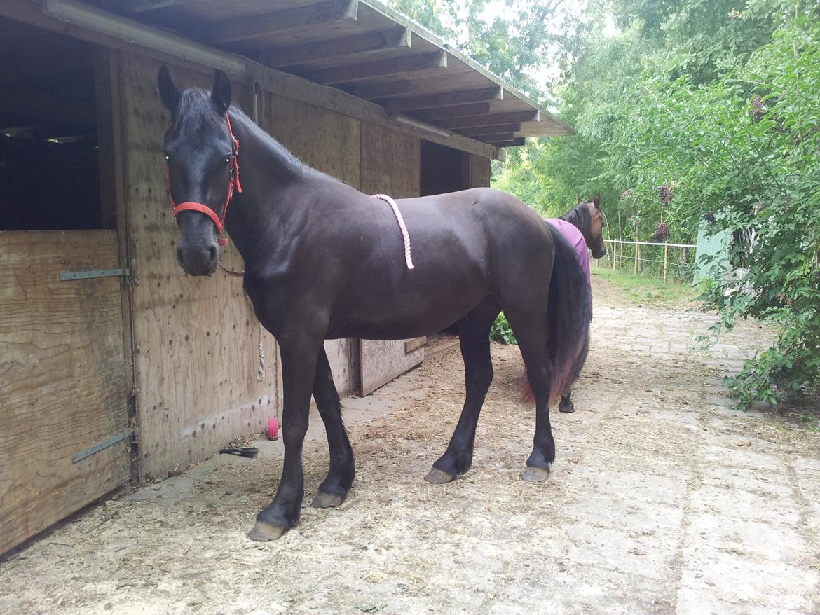 Frieser Jackie af Birkely billede 28