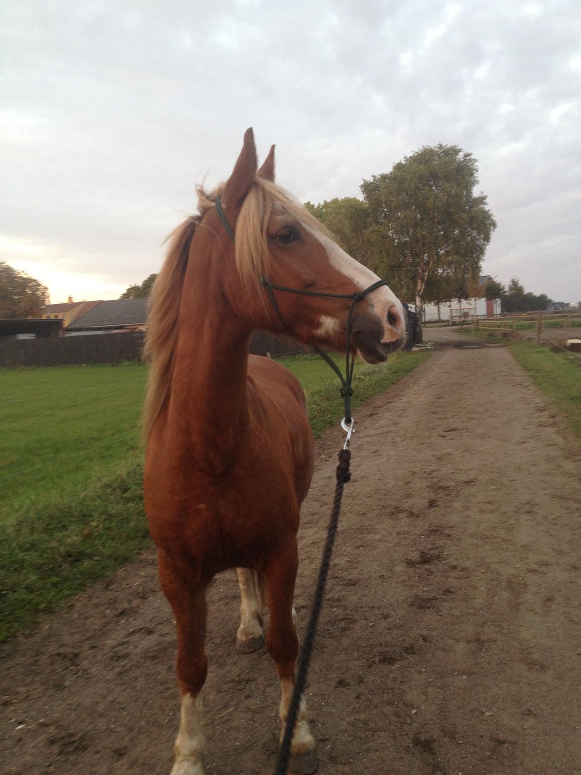 Welsh Cob (sec D) Whitesocks(Sokke) - du så skøn mit dejlige ponydyr <3 billede 14