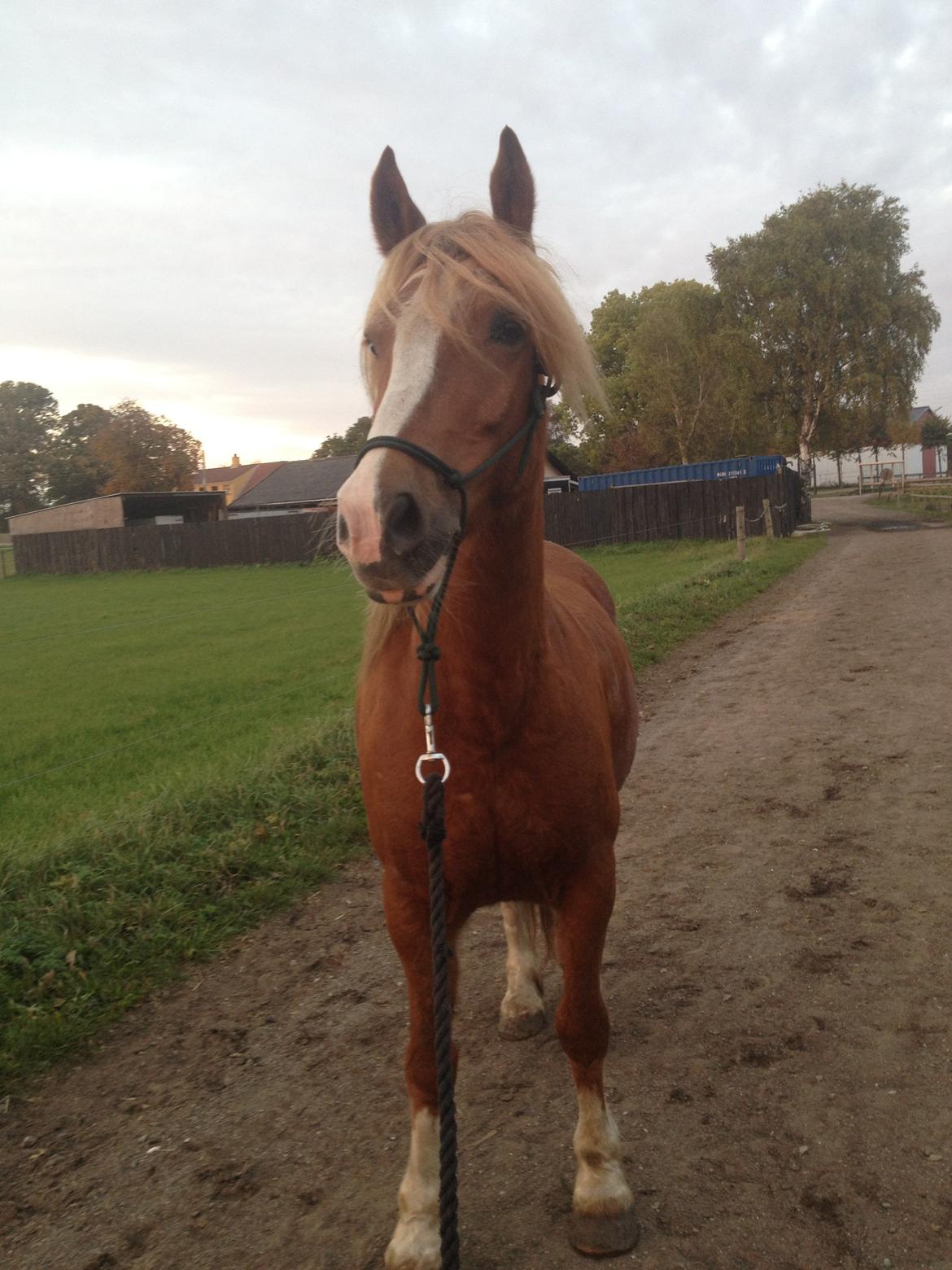 Welsh Cob (sec D) Whitesocks(Sokke) - smukke dyr <3 billede 12