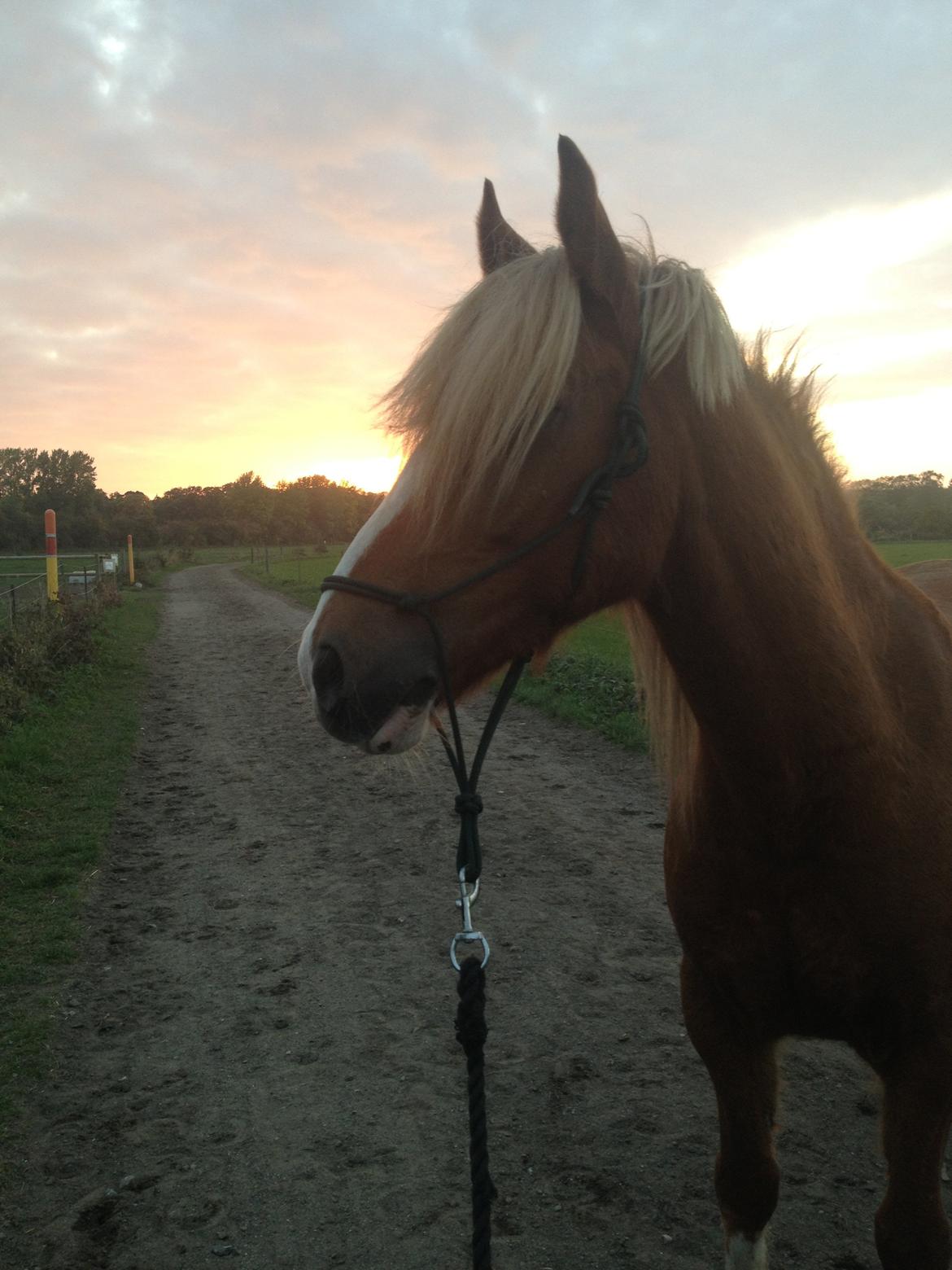 Welsh Cob (sec D) Whitesocks(Sokke) - smukke ponydyr <3 billede 16