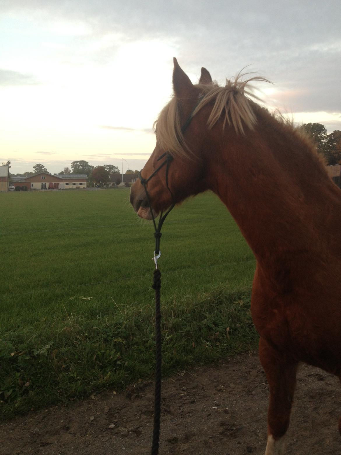 Welsh Cob (sec D) Whitesocks(Sokke) - fik øje på noget, da jeg skulle til at tage billedet <3 billede 21