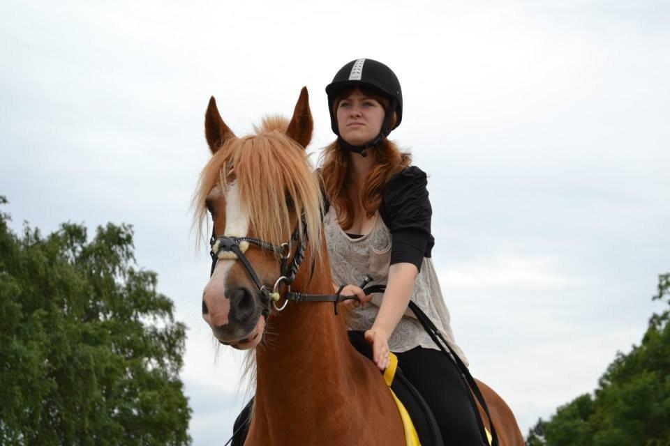 Welsh Cob (sec D) Whitesocks(Sokke) - elsker dette billede <3 billede 24