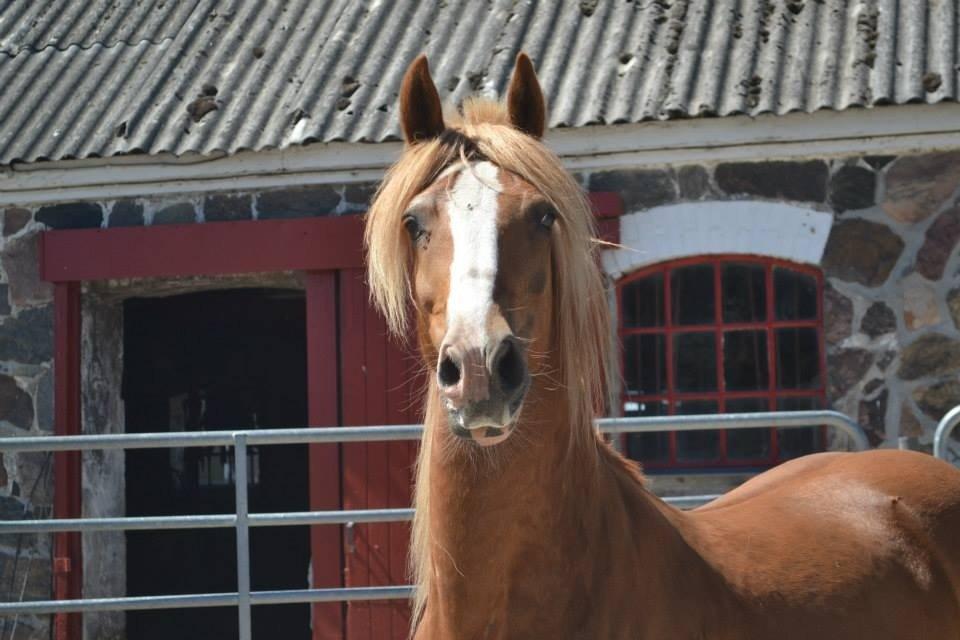 Welsh Cob (sec D) Whitesocks(Sokke) - blev opmærksom på mig haha <3 billede 25