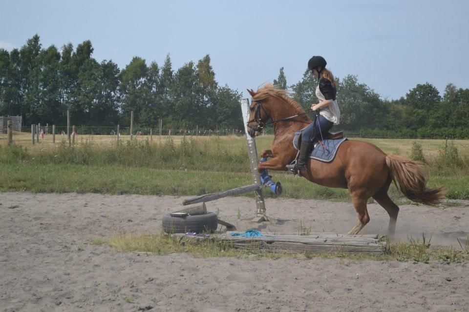 Welsh Cob (sec D) Whitesocks(Sokke) - så sprang han lige for tidligt <3 (det havde jeg ikke lige forventet, derfor sidder jeg sådan <3) billede 23