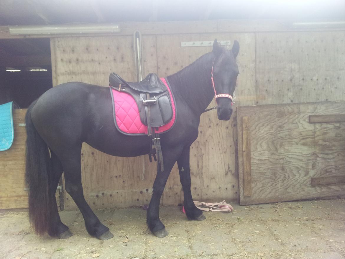 Frieser Jackie af Birkely billede 31