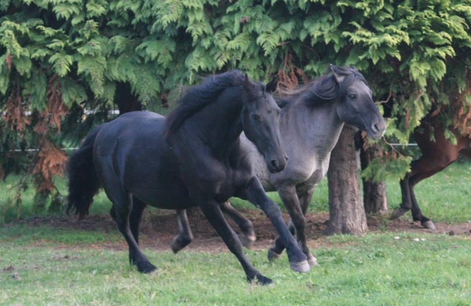 Konik Polski Masca Z Nadziei - D. 8.10.13 Foto: Krikken billede 18