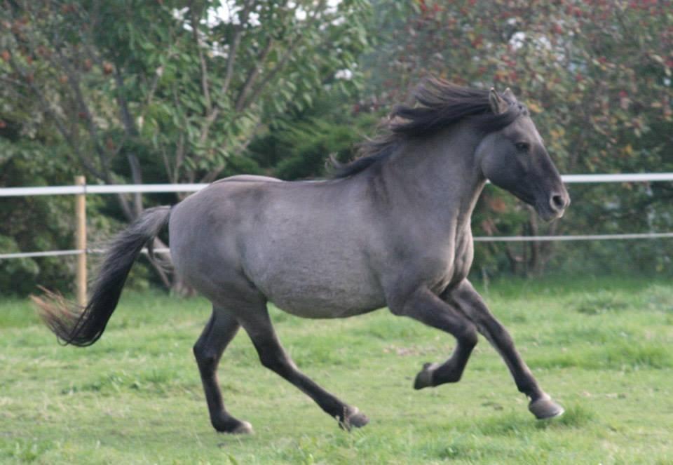 Konik Polski Masca Z Nadziei - D. 8.10.13 Foto: Krikken billede 19