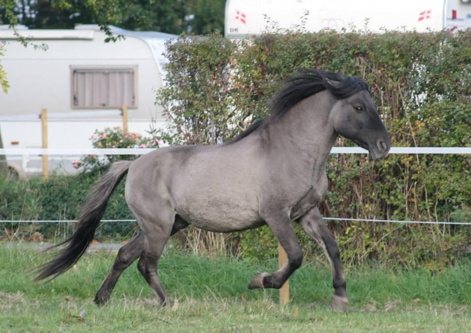 Konik Polski Masca Z Nadziei - D. 8.10.13 Foto: Krikken billede 20