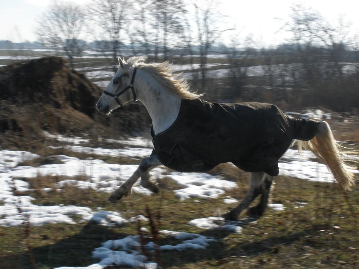 Connemara Flying A / Amico billede 23