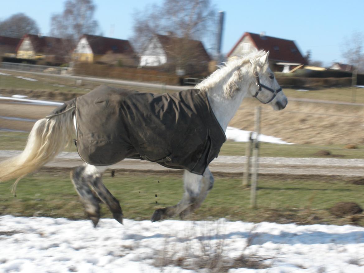 Connemara Flying A / Amico billede 24
