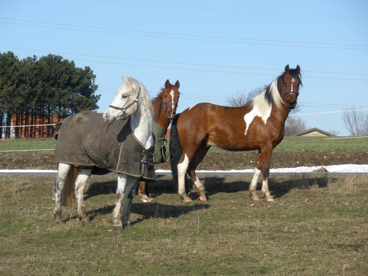 Connemara Flying A / Amico billede 25