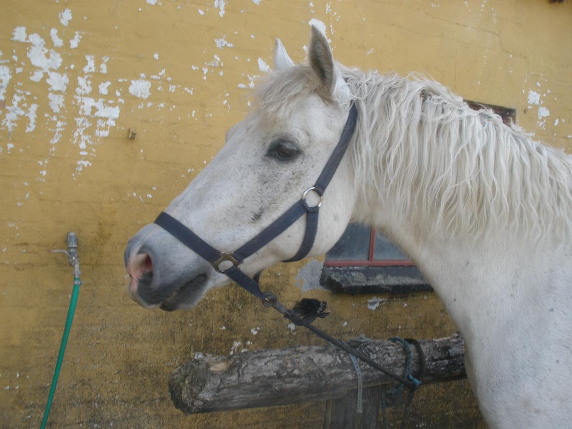 Connemara Flying A / Amico billede 26