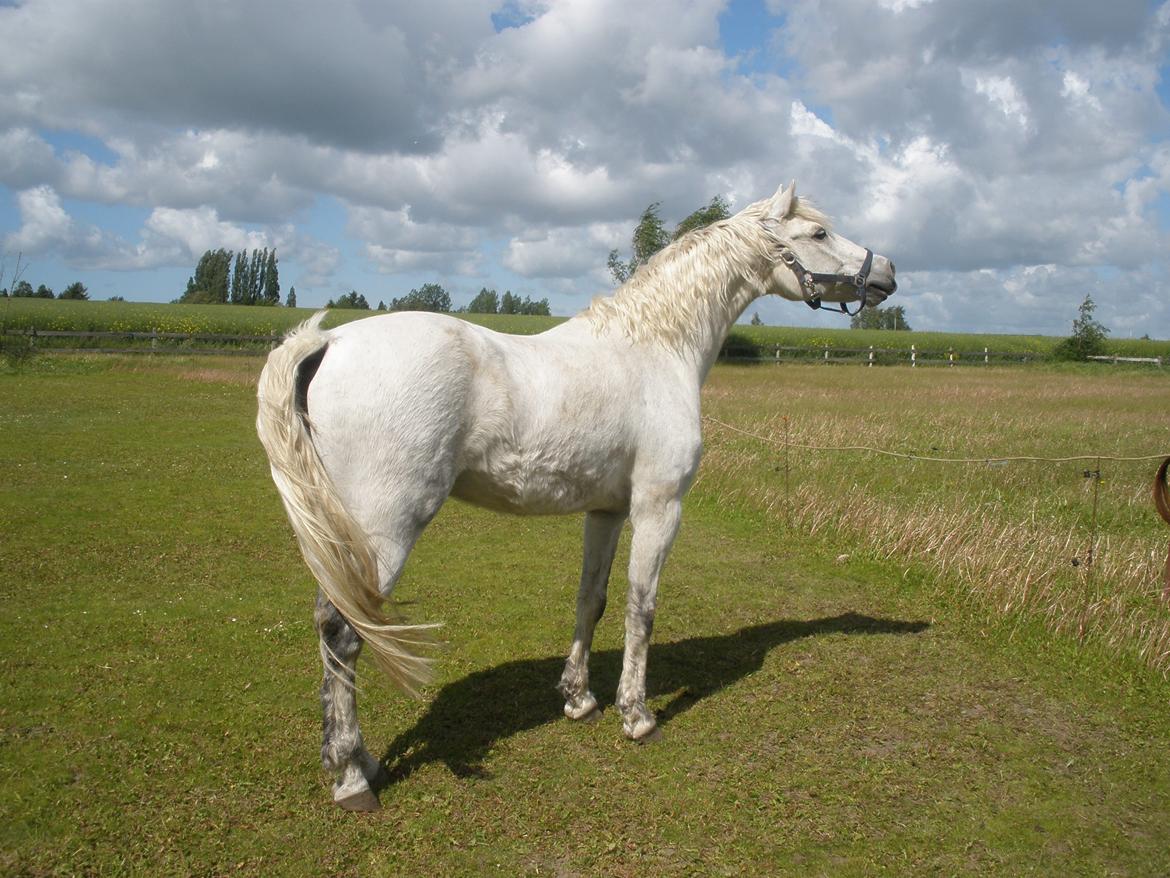 Connemara Flying A / Amico billede 27