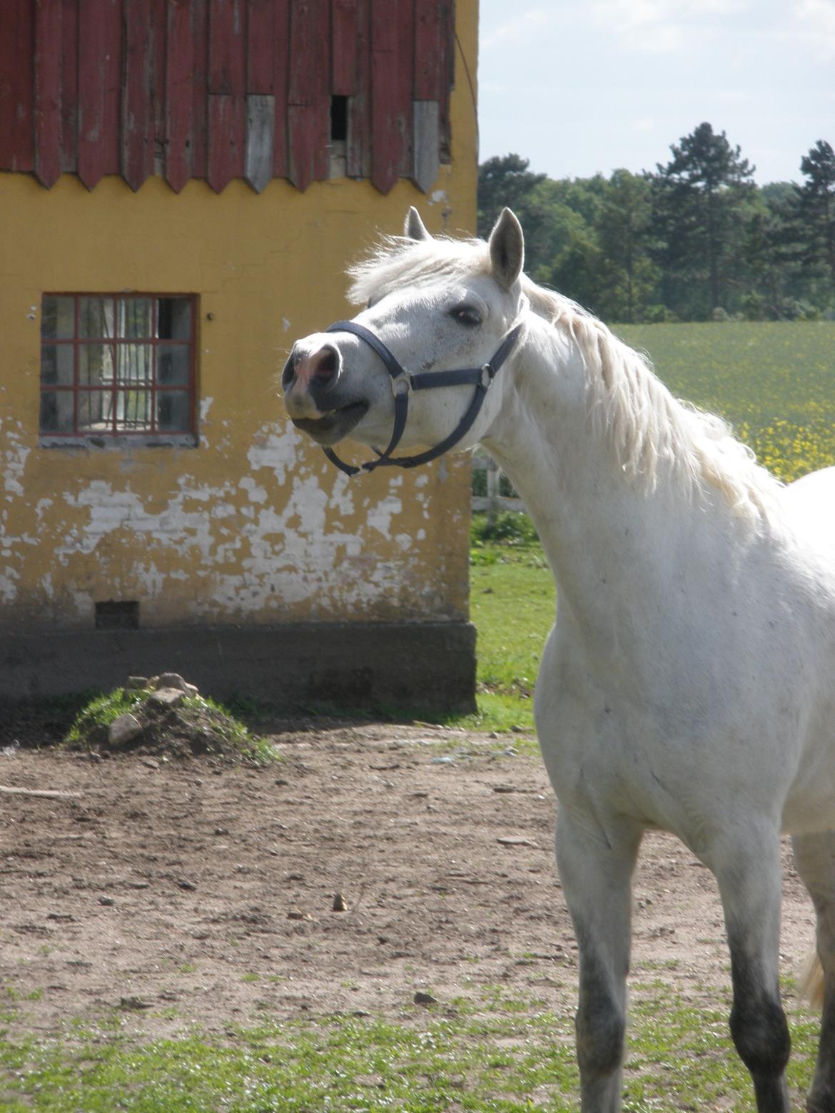 Connemara Flying A / Amico billede 28