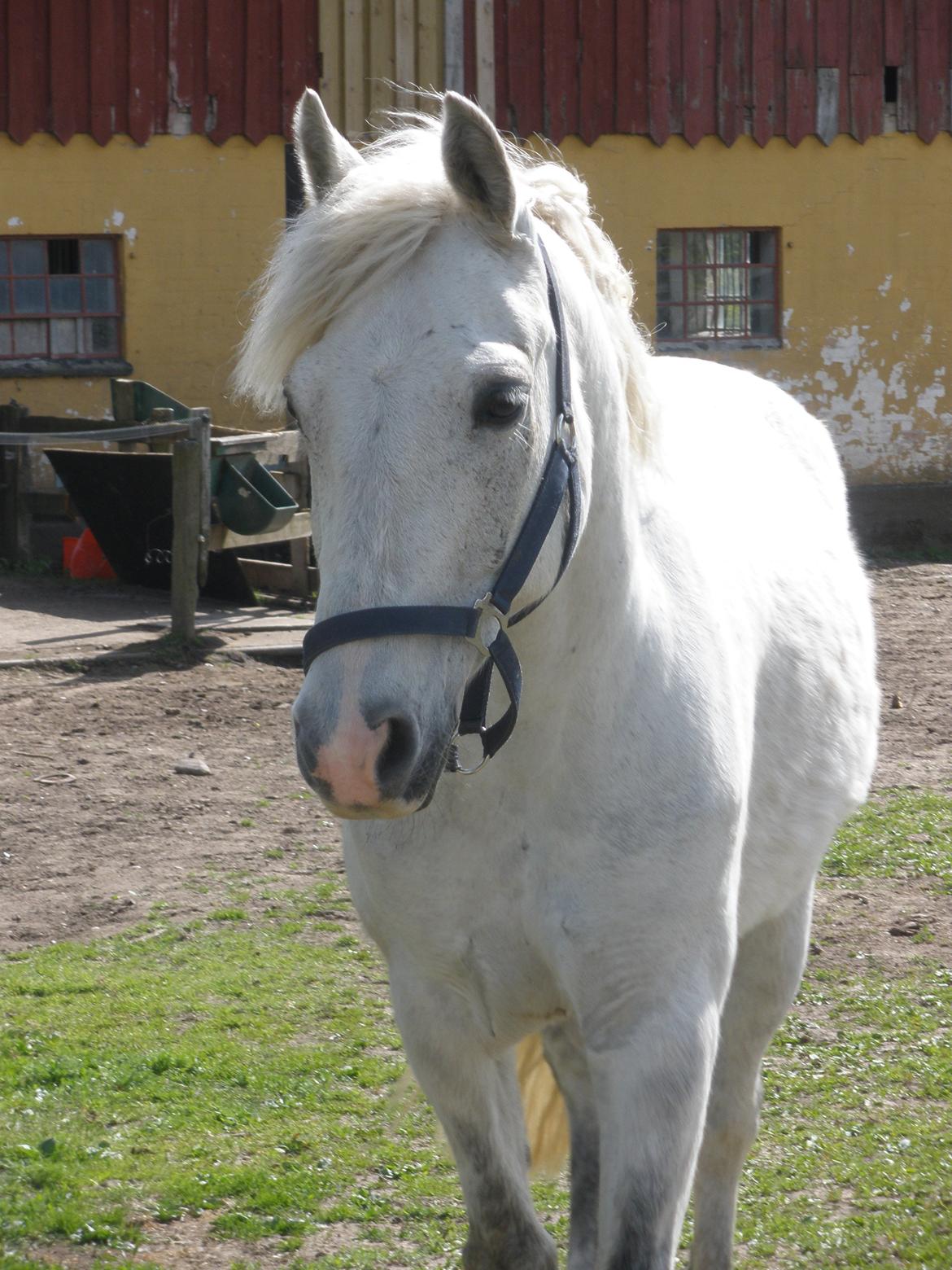 Connemara Flying A / Amico billede 29