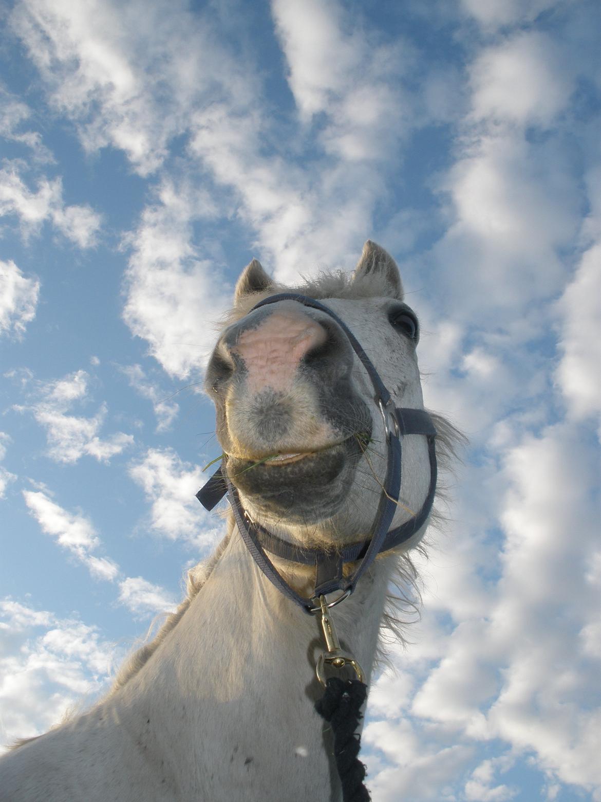 Connemara Flying A / Amico billede 30