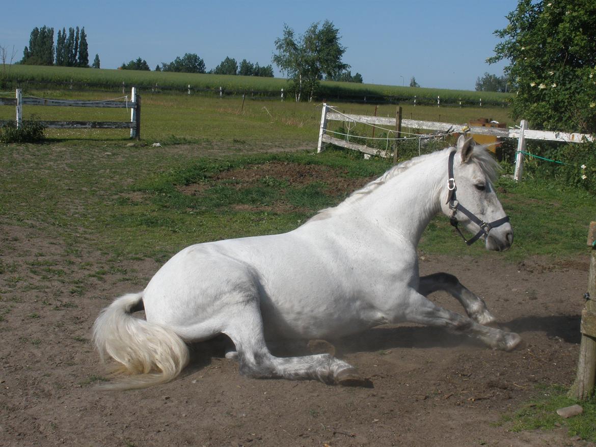 Connemara Flying A / Amico billede 31