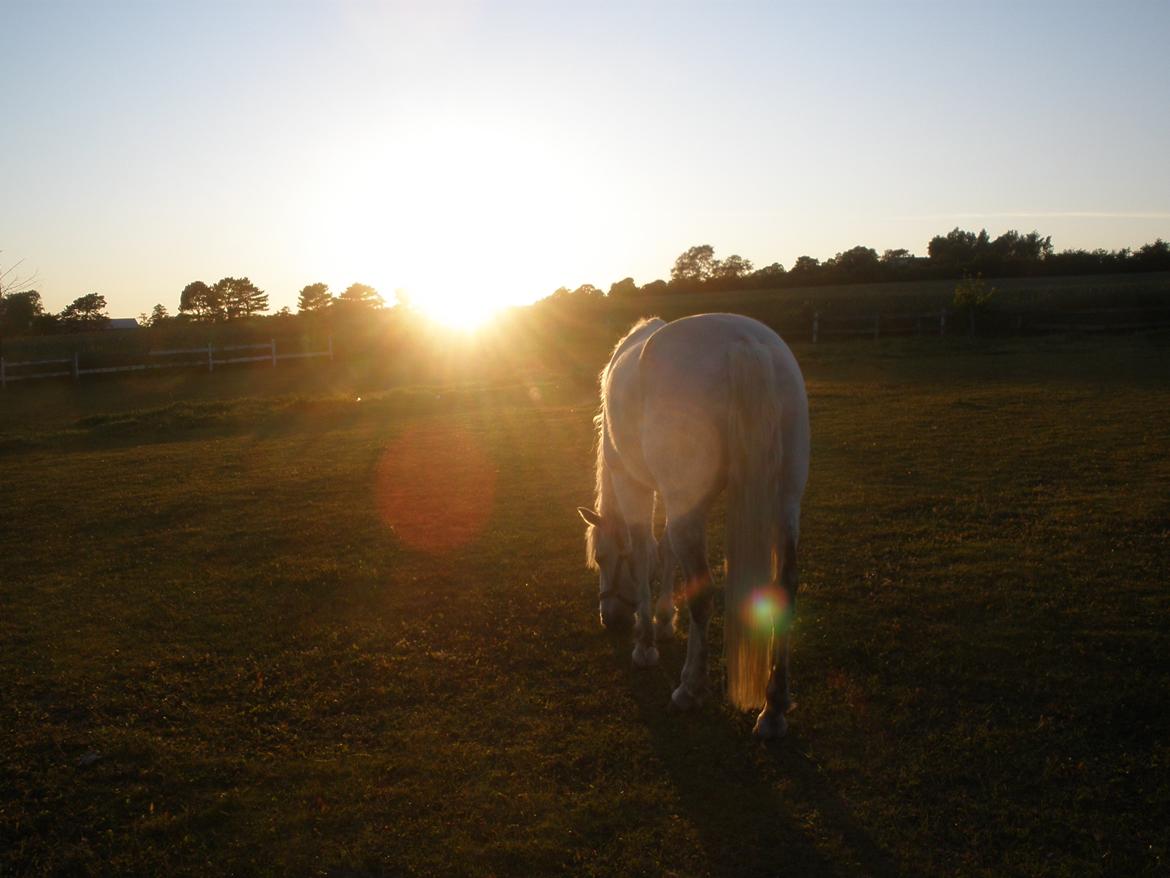 Connemara Flying A / Amico billede 20