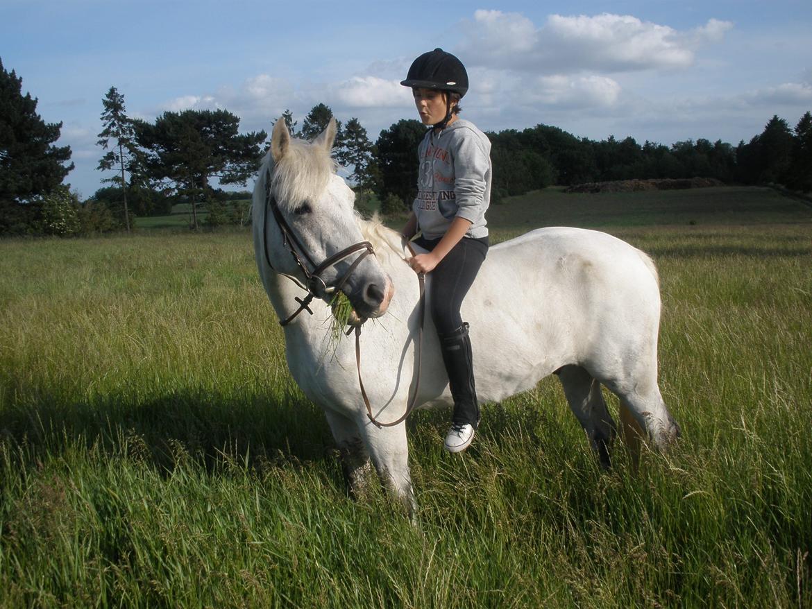 Connemara Flying A / Amico billede 32