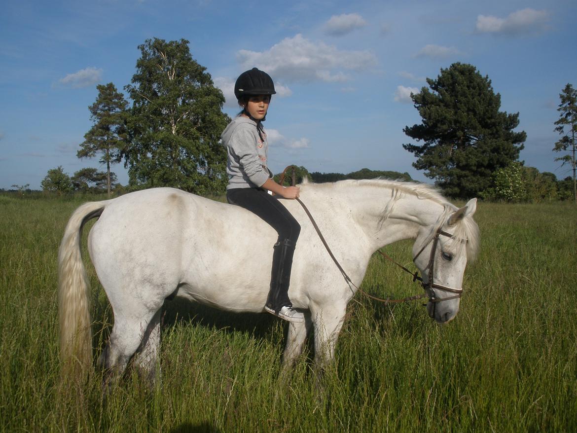 Connemara Flying A / Amico billede 33