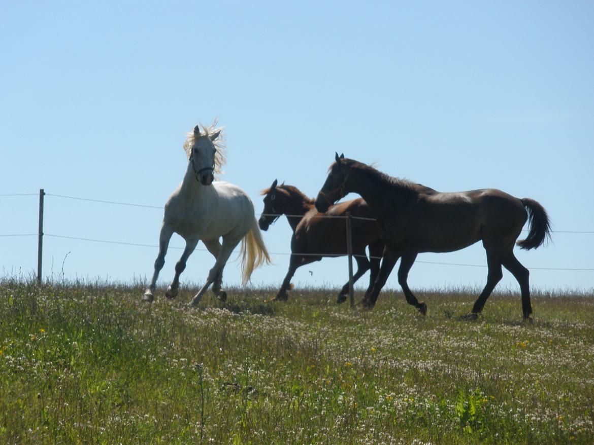 Connemara Flying A / Amico billede 34