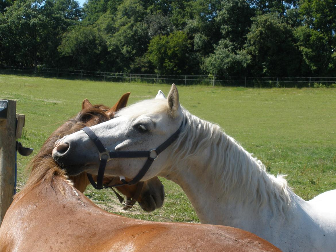 Connemara Flying A / Amico billede 35