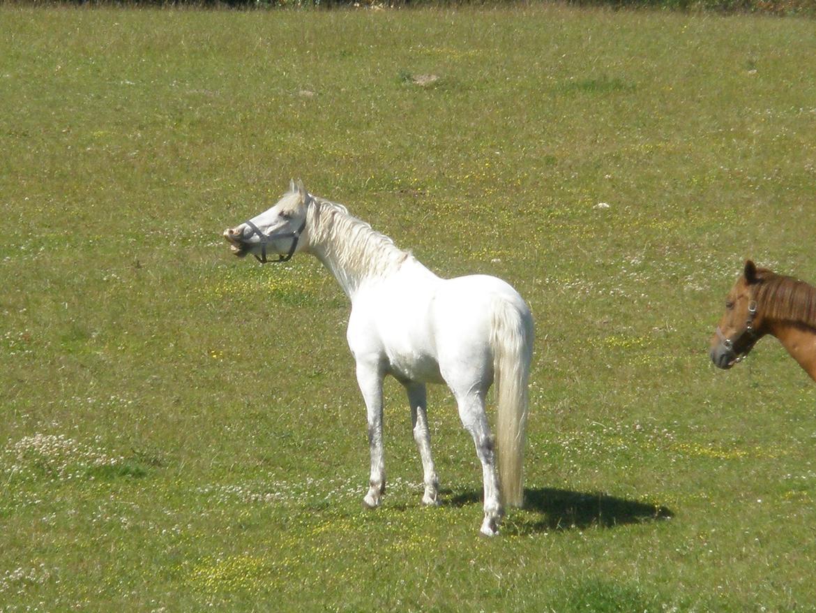Connemara Flying A / Amico billede 36