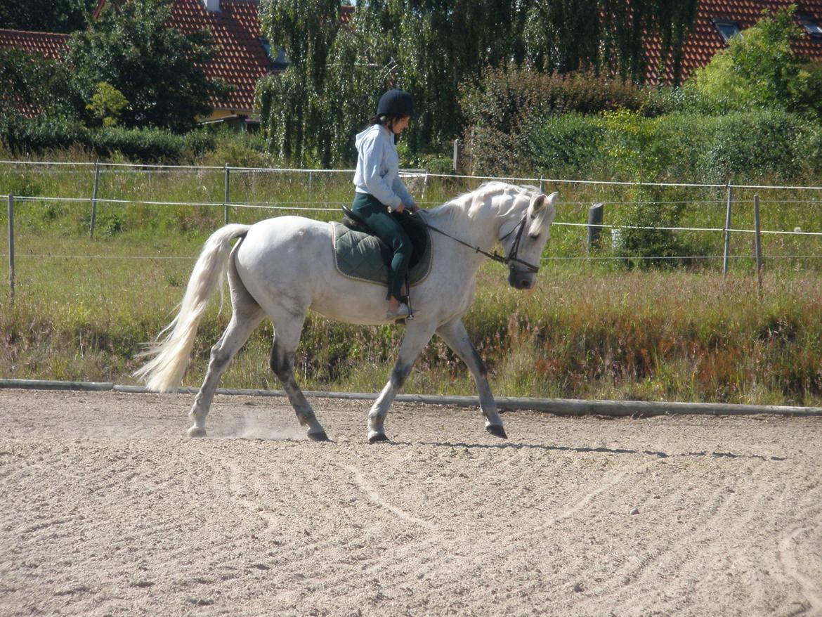 Connemara Flying A / Amico billede 37