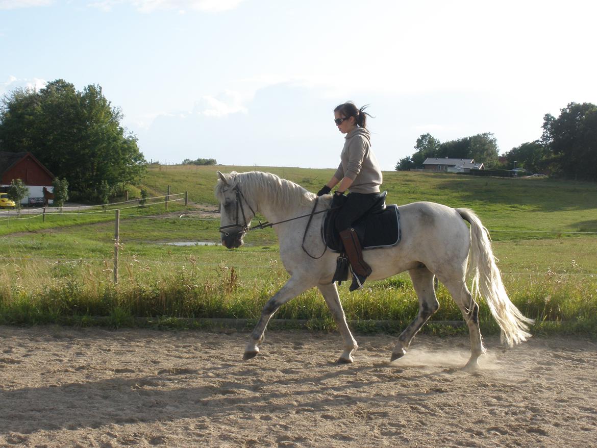 Connemara Flying A / Amico billede 38