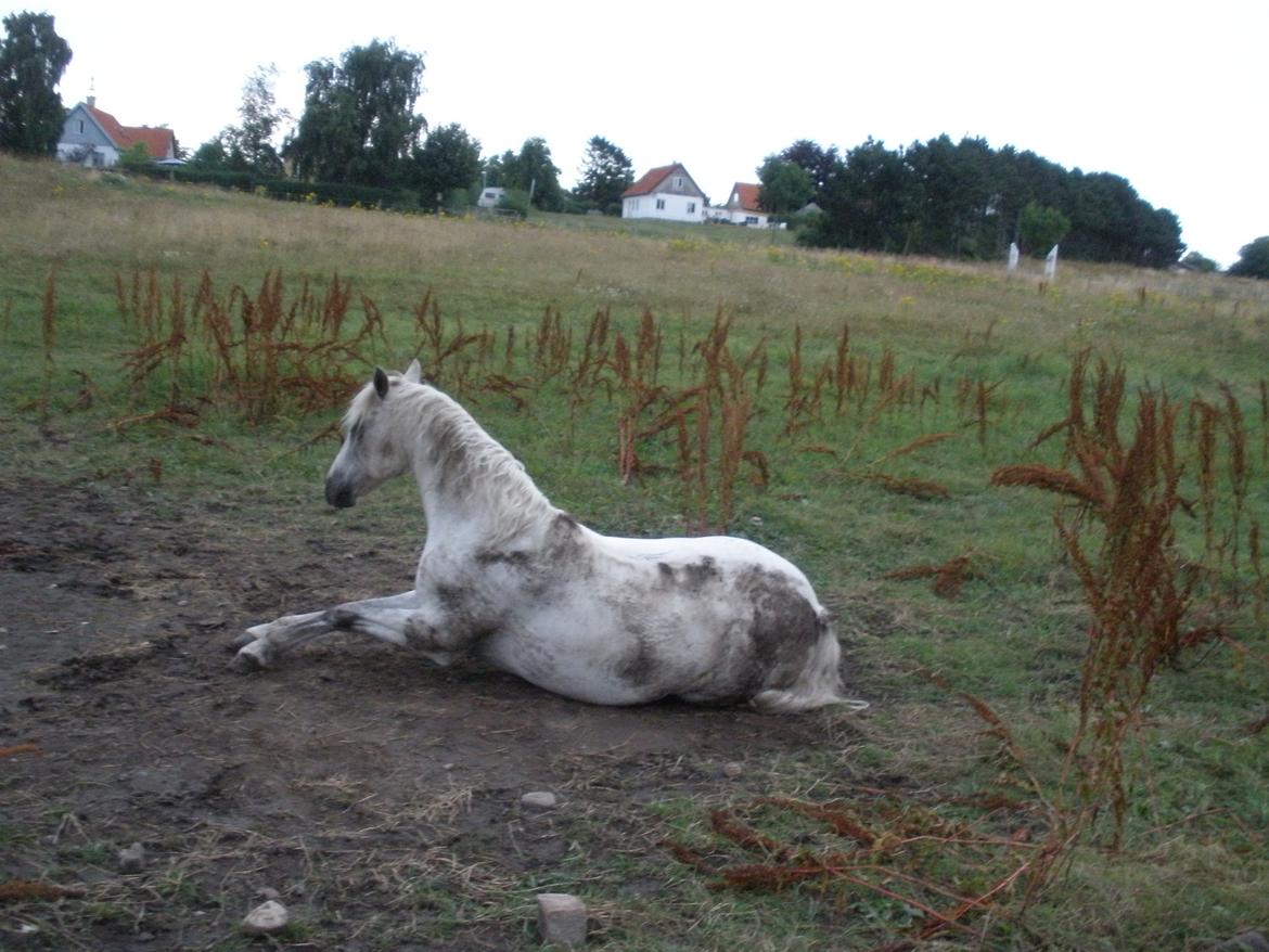 Connemara Flying A / Amico billede 39