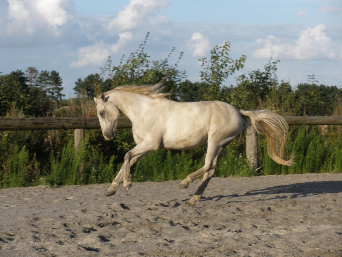 Connemara Flying A / Amico billede 41