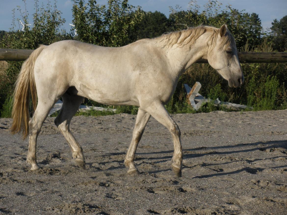 Connemara Flying A / Amico billede 42