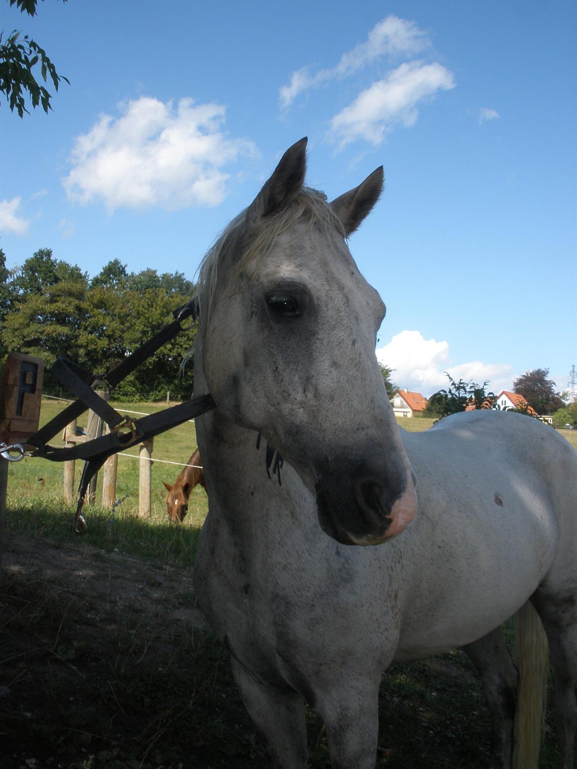 Connemara Flying A / Amico billede 43