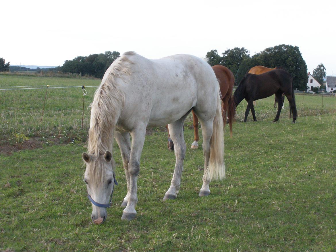 Connemara Flying A / Amico billede 44