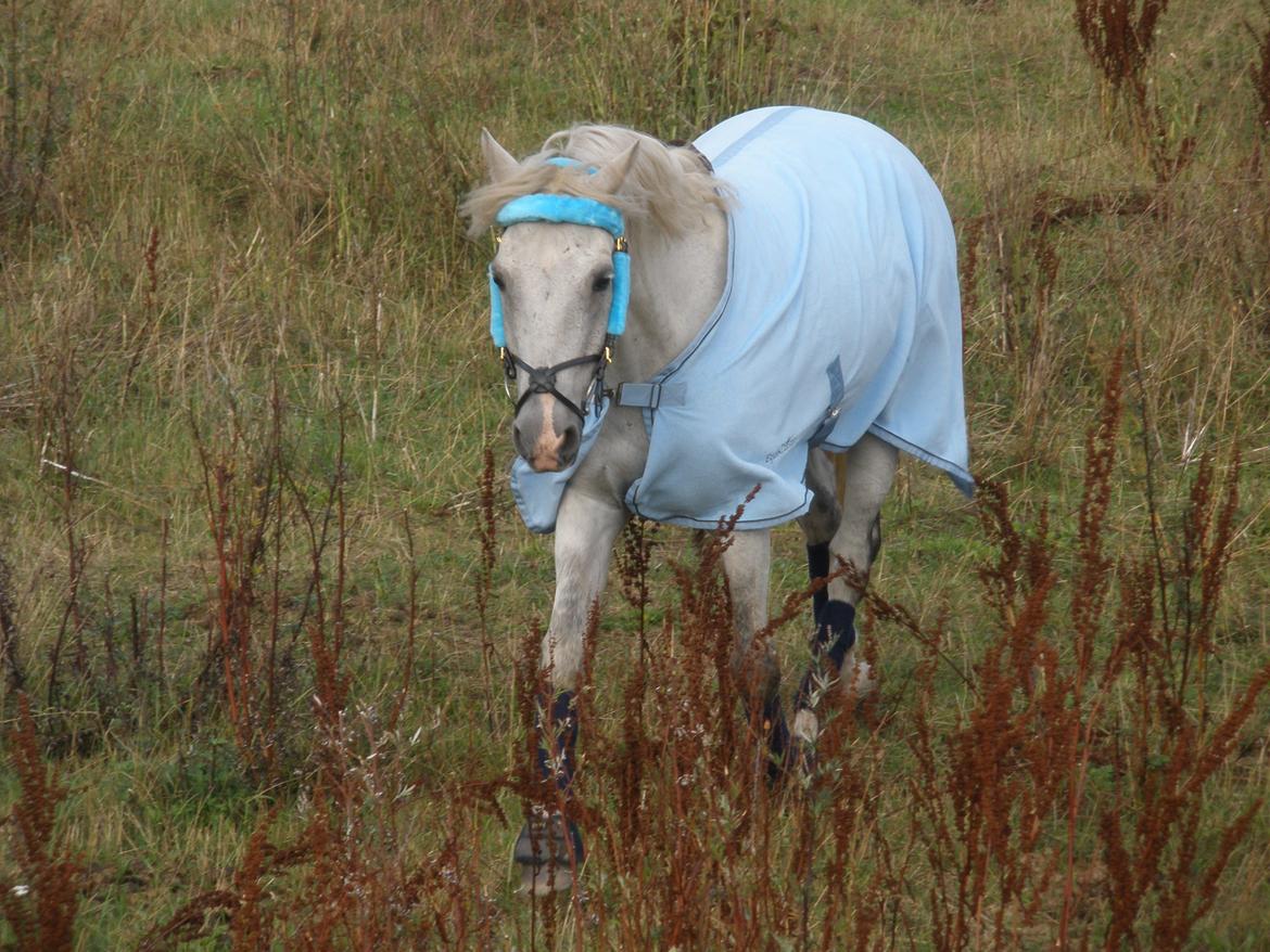 Connemara Flying A / Amico billede 45