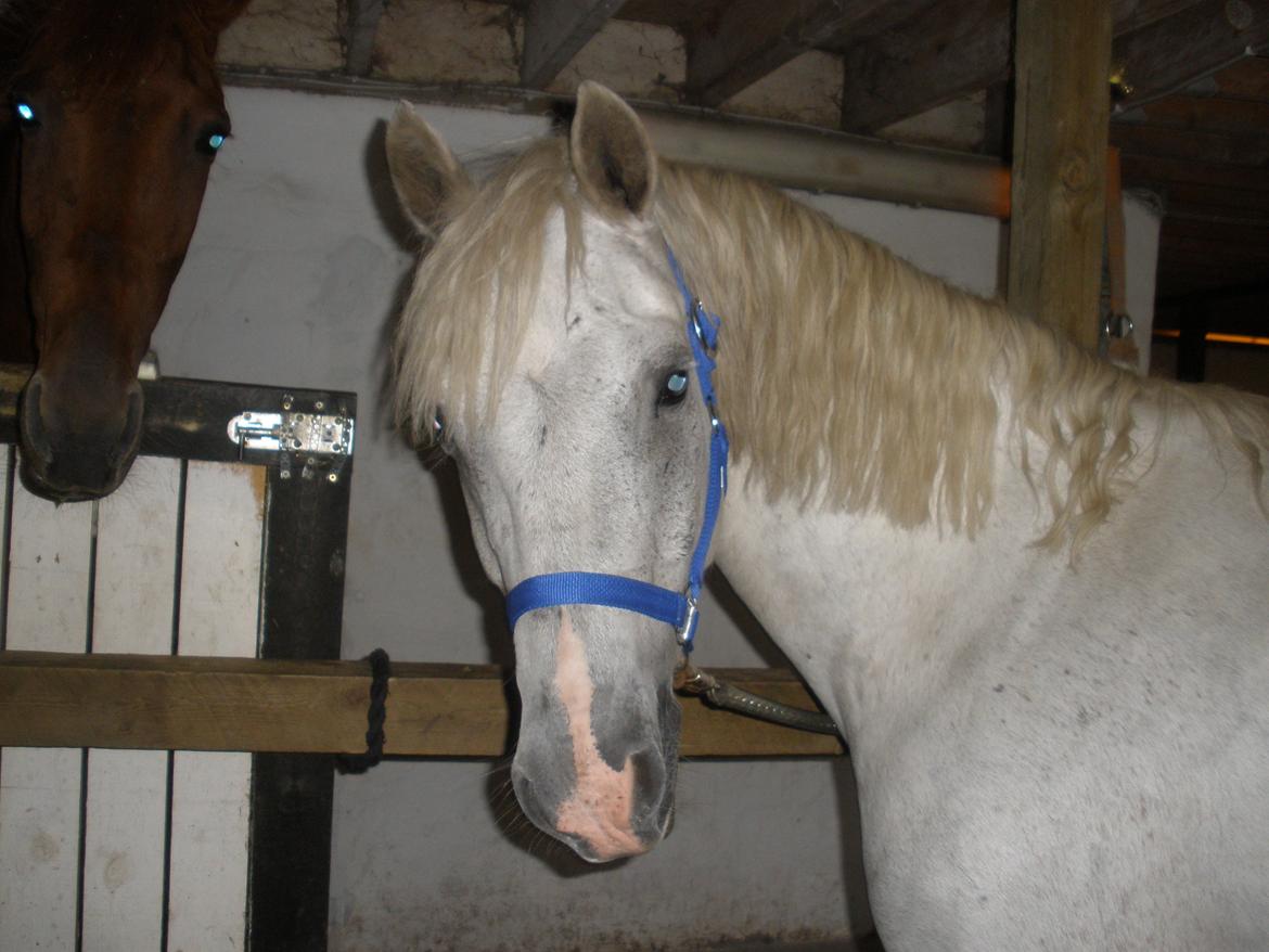 Connemara Flying A / Amico billede 46