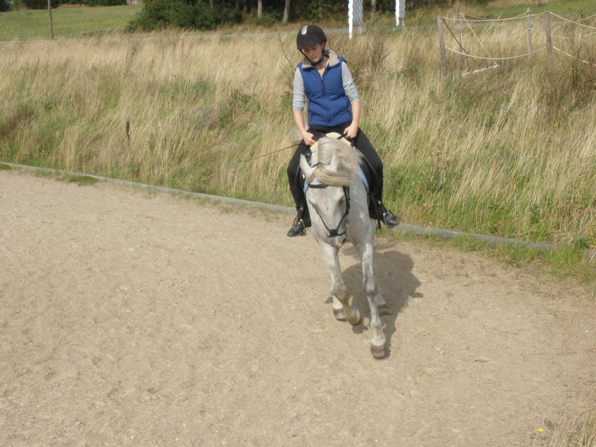 Connemara Flying A / Amico billede 47