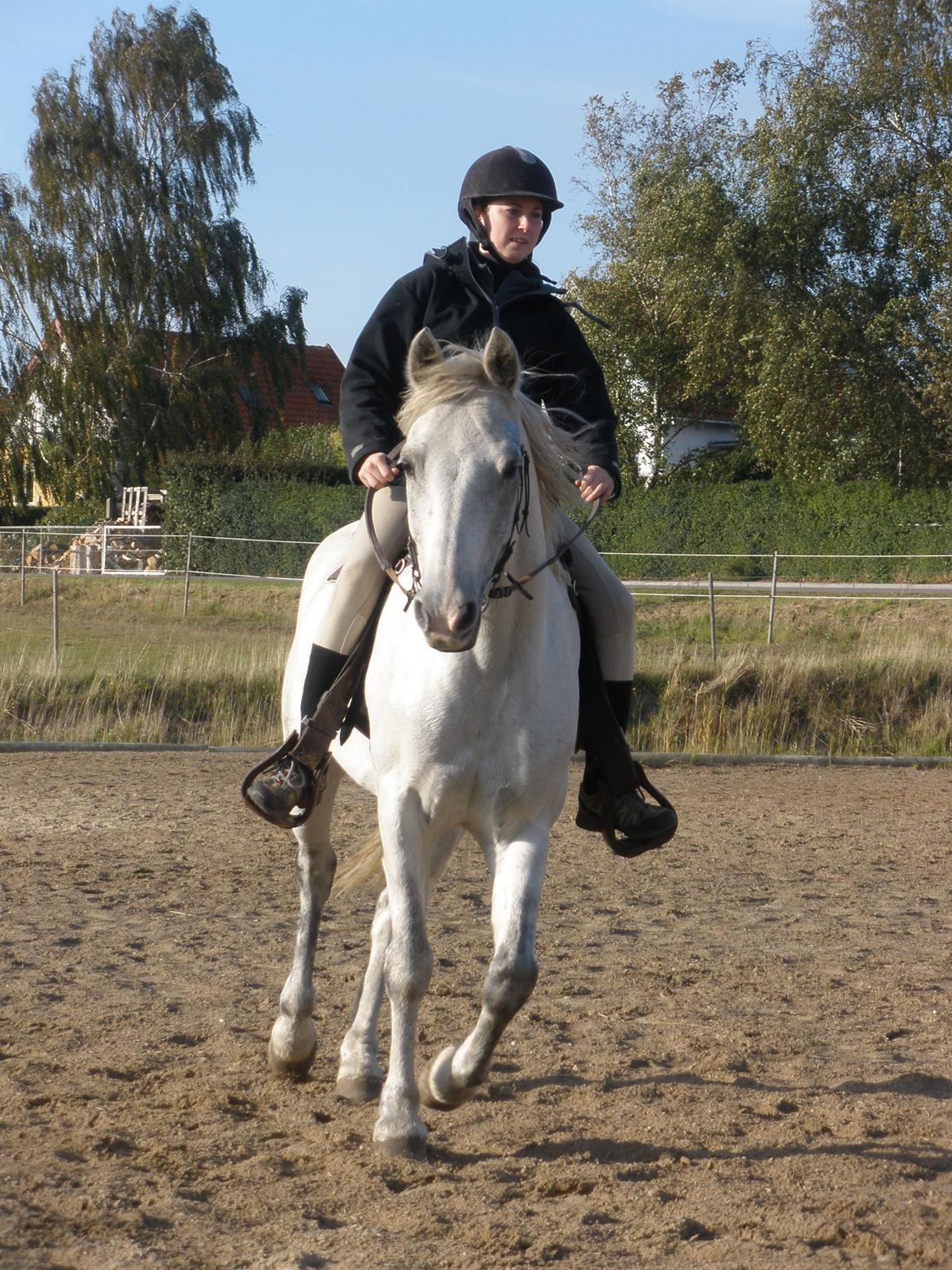 Connemara Flying A / Amico billede 48