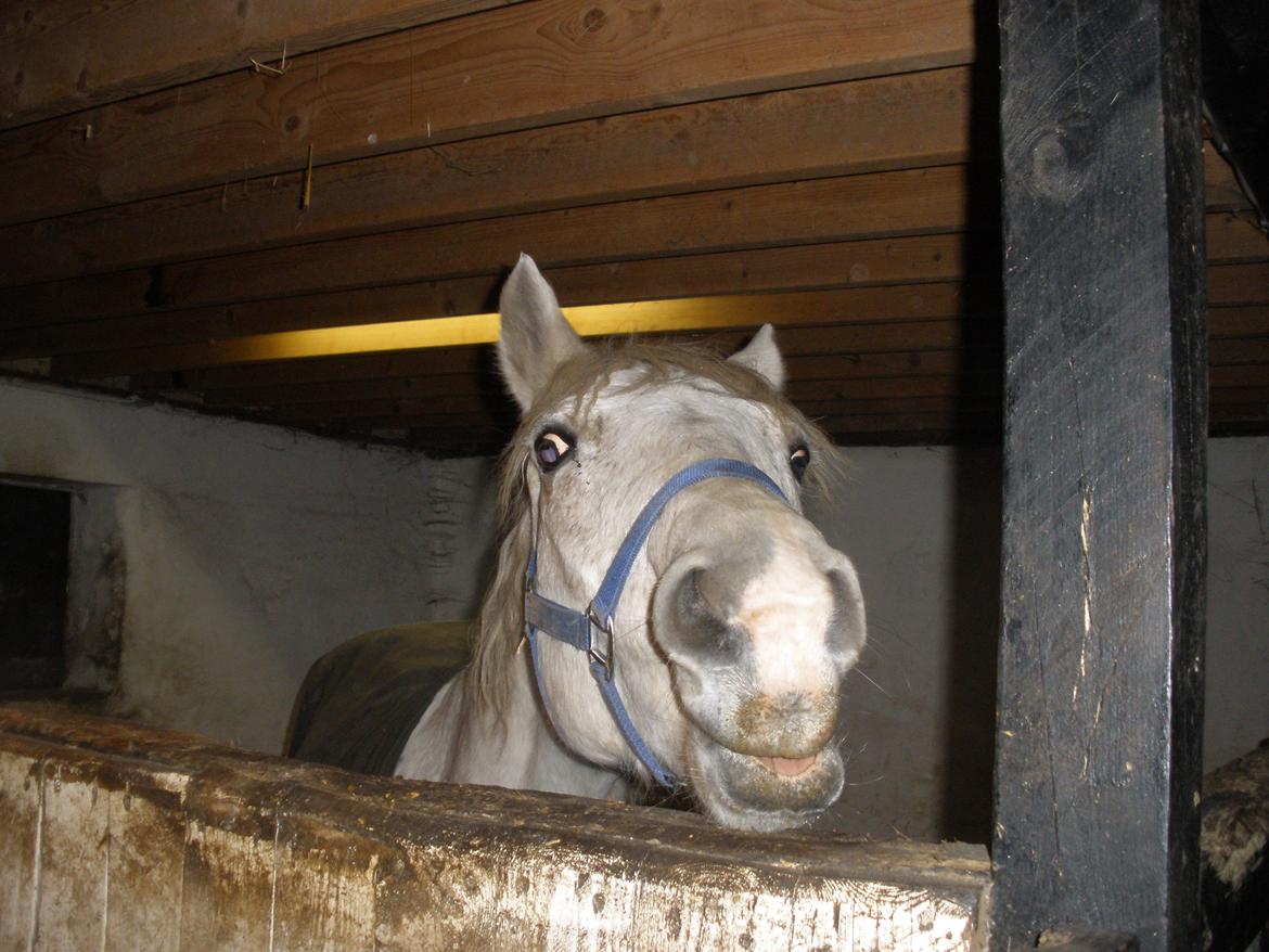 Connemara Flying A / Amico billede 49