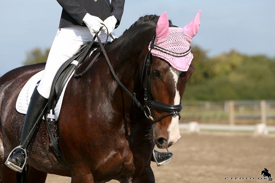 Hollandsk Varmblod Annika - Velkommen til Annikas Profil <3 billede 19