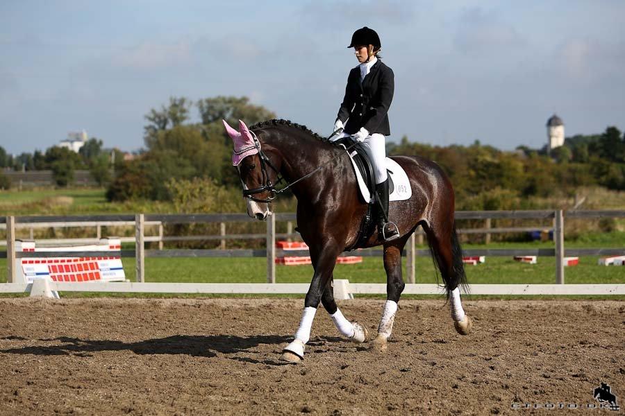 Hollandsk Varmblod Annika billede 21