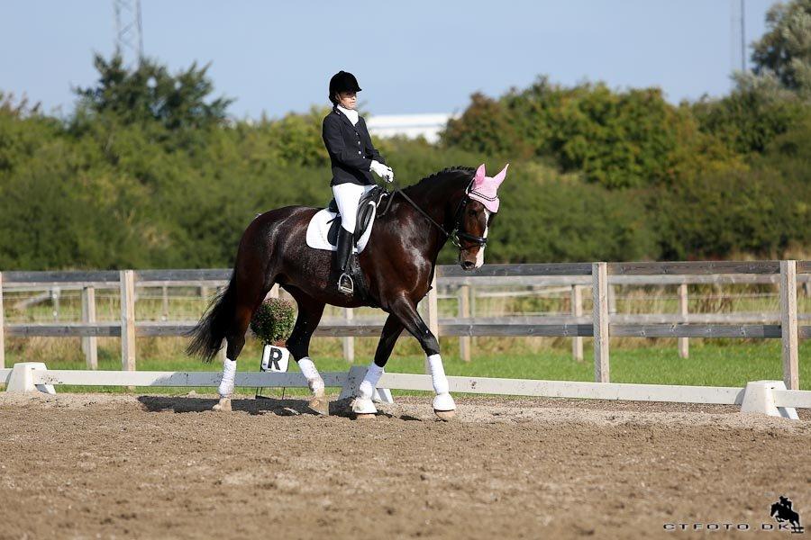 Hollandsk Varmblod Annika - Første C stævne, LA1. billede 20