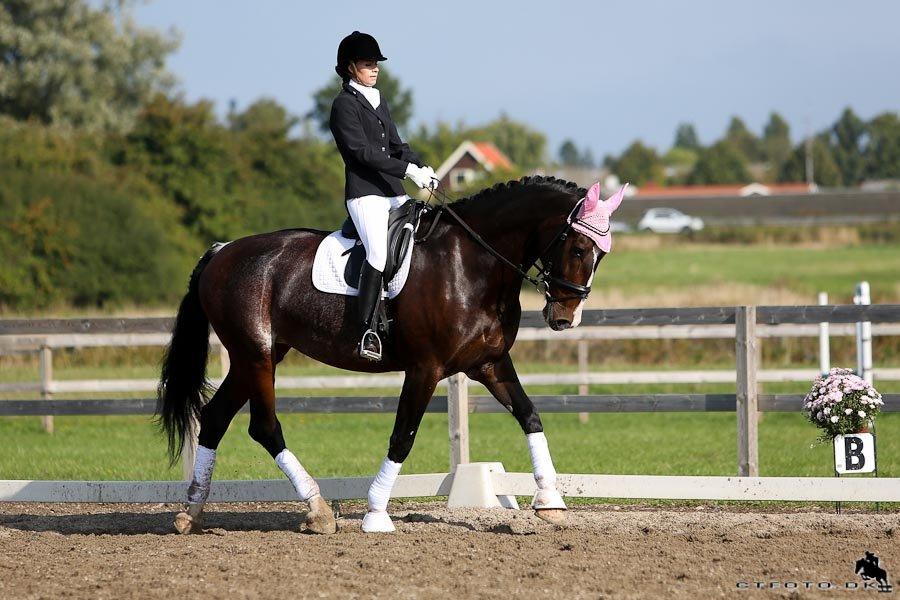 Hollandsk Varmblod Annika billede 22