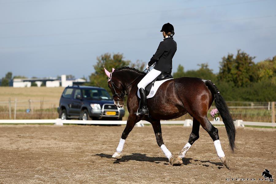 Hollandsk Varmblod Annika billede 24